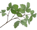 BLADSPRAY GROEN