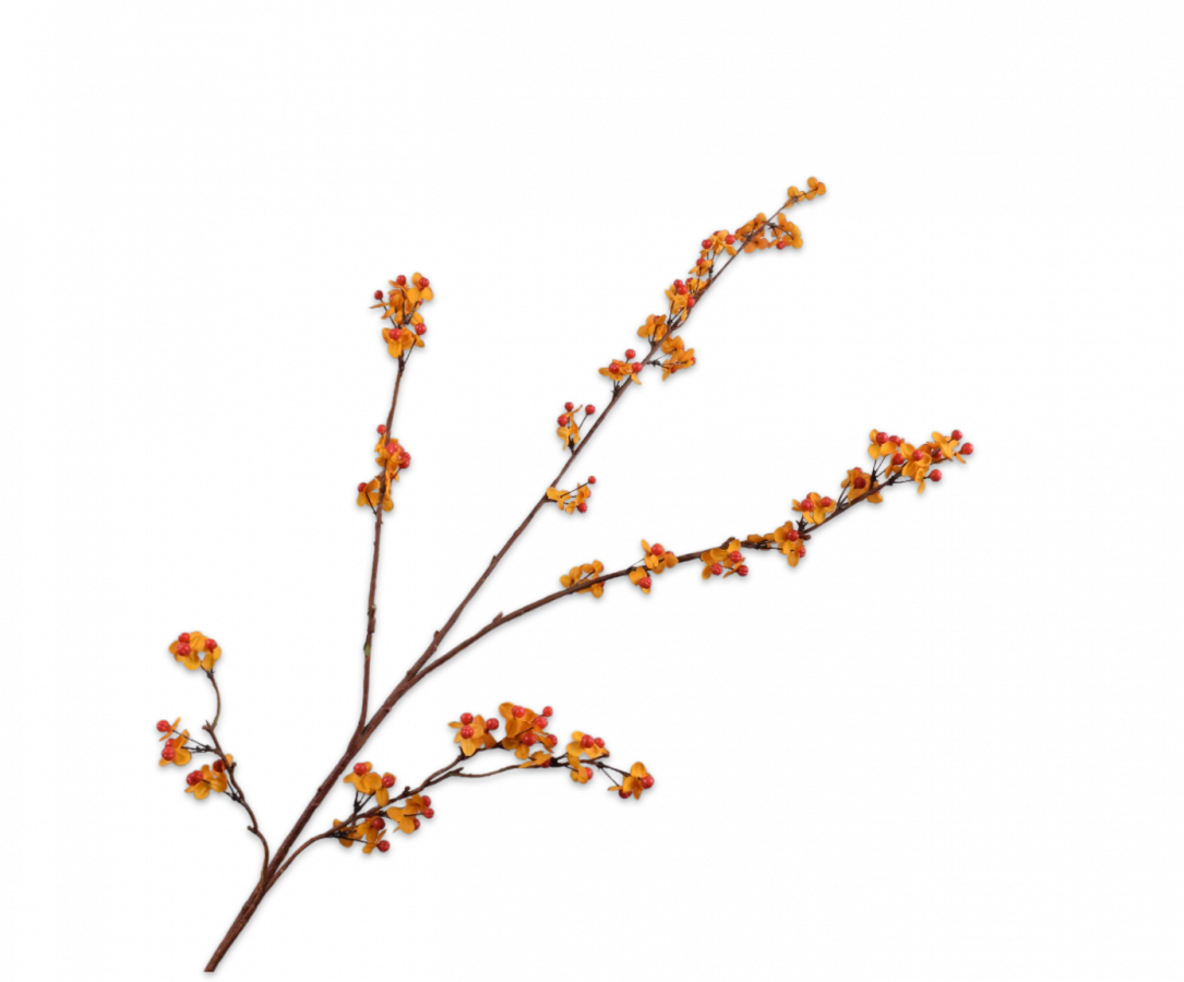 CELASTRUS ZWEIG ORANGE 109 CM