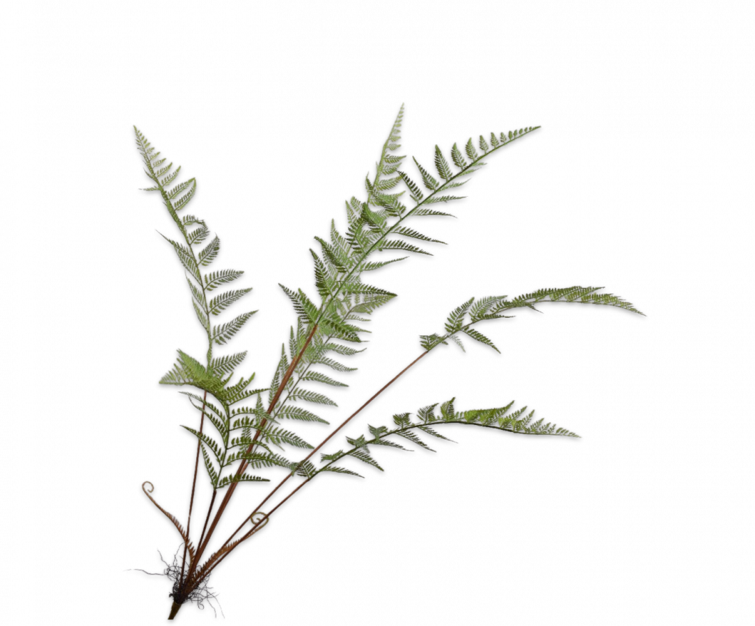 FERN SPRAY GREEN 131 cm