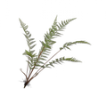 Varenspray groen 131 cm