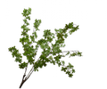 BLADSPRAY BUSH GREEN 107 cm