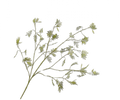 Mimosa Spray Groen 132 cm