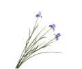 IRIS SPRAY LAVENDEL 71 cm
