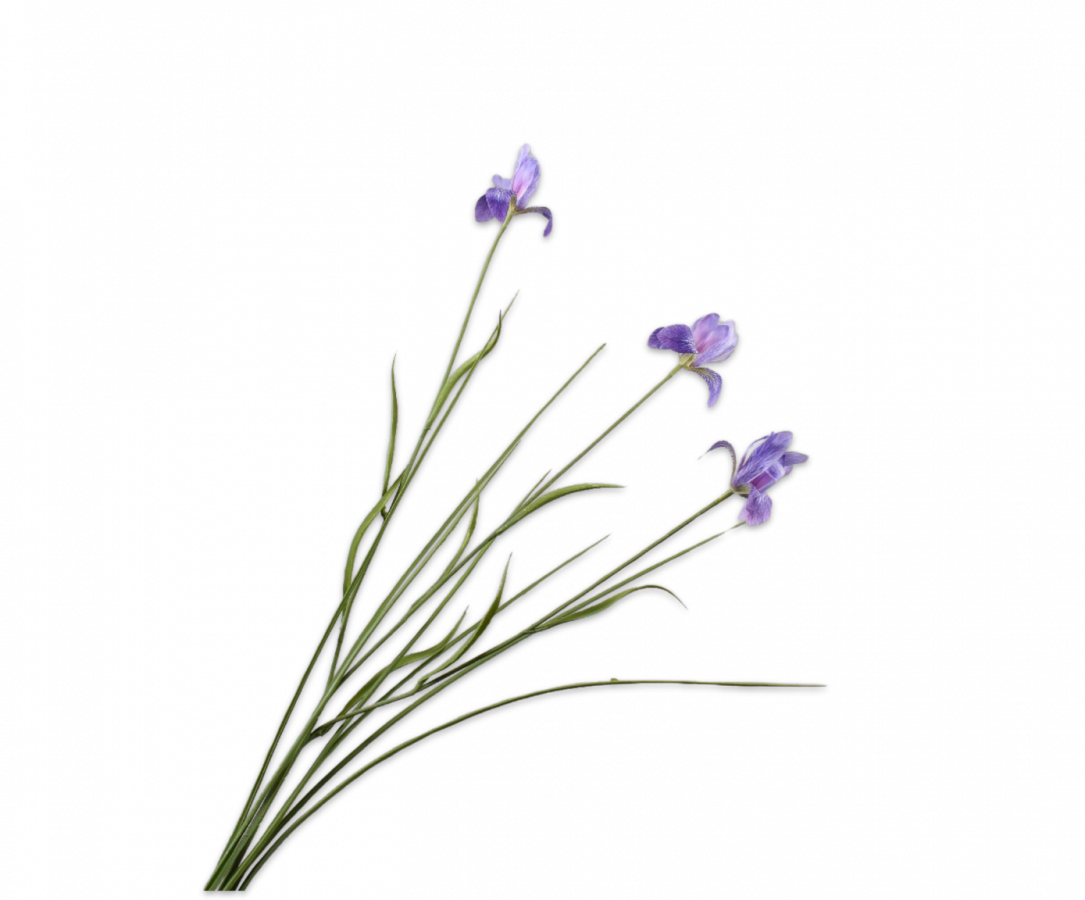 IRIS SPRAY LAVENDEL 71 cm