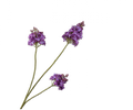 LILAC SPRAY PRP DK 111 cm