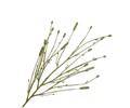 PIMPERNEL SPRAY GREEN 116 cm