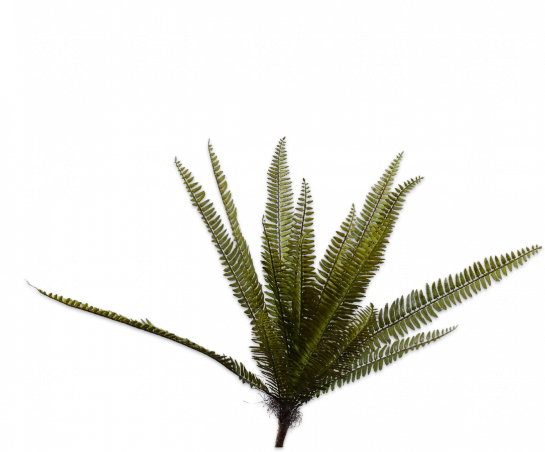 FERN BUSH GREEN 56 cm