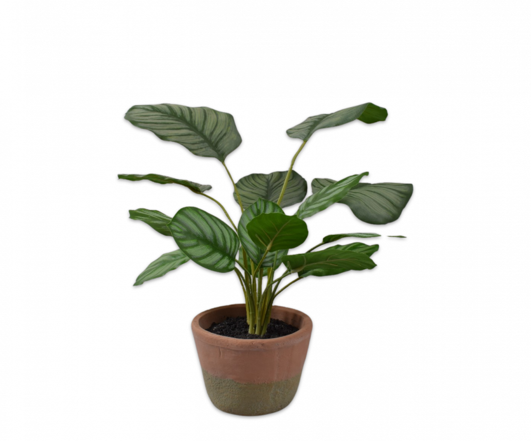 CALATHEA I/POT GREEN 45 cm