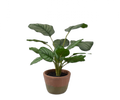 Calathea I/pot groen 45 cm