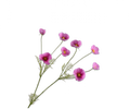 COSMOS SPRAY PINK 104 cm
