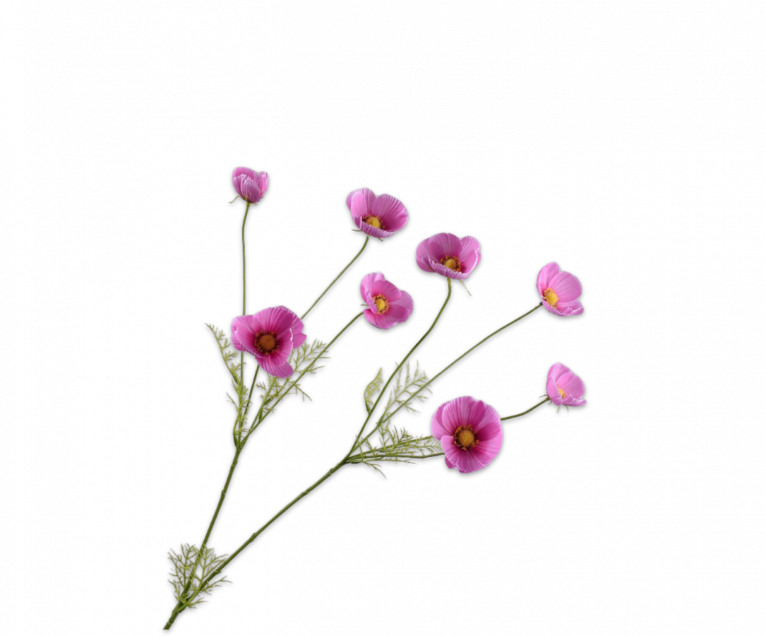 COSMOS SPRAY ROZE 104 cm