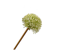 Sil-ka - ALLIUM STEM GROEN 78 cm