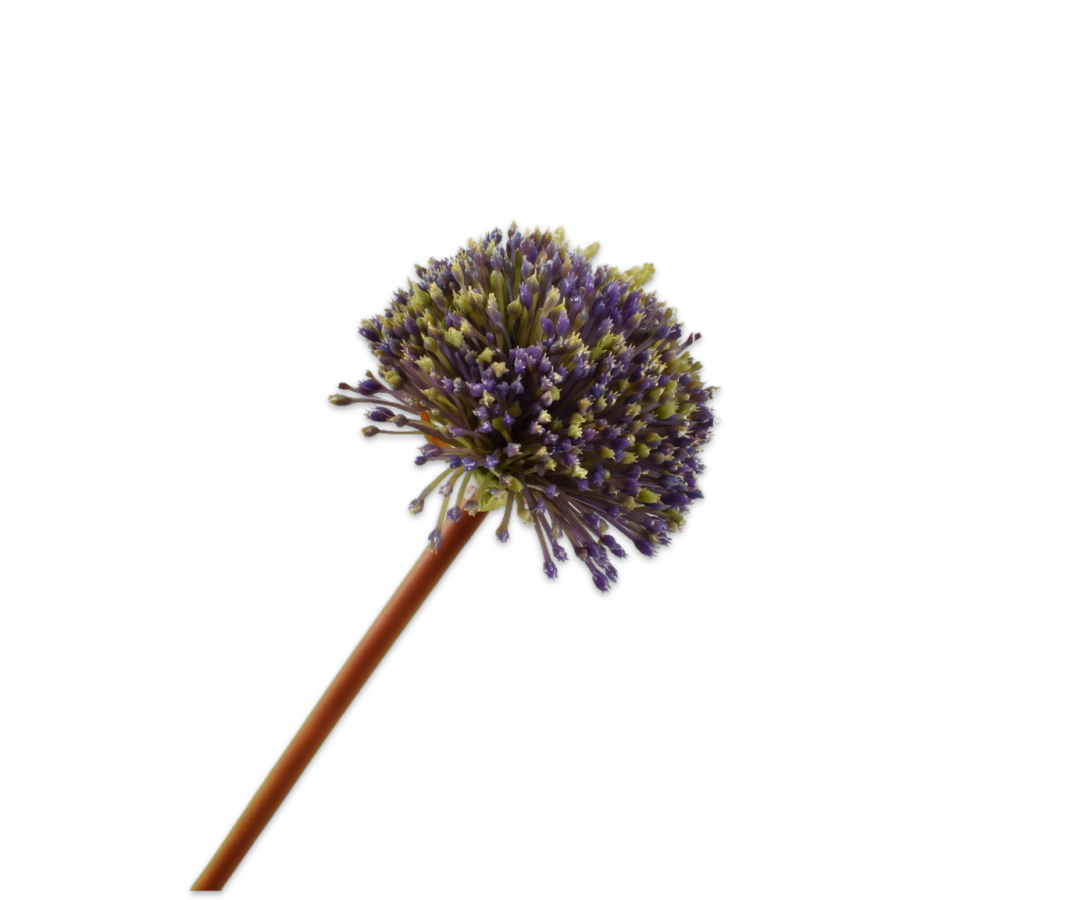 Sil-ka - ALLIUM STEM PURPLE 78 cm