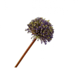 Sil-ka - ALLIUM STEM PAARS 78 cm