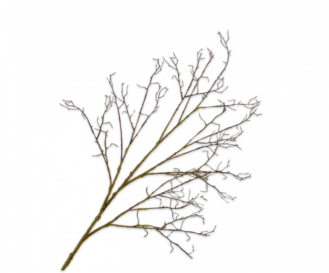 HOLZ AST BRN/GRN 134 CM