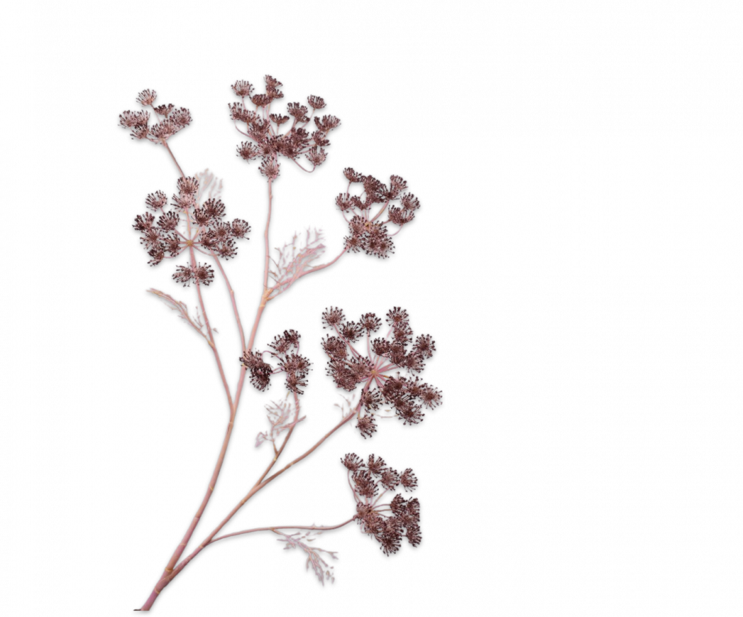 DILL ZWEIG VIOLETT 105 CM