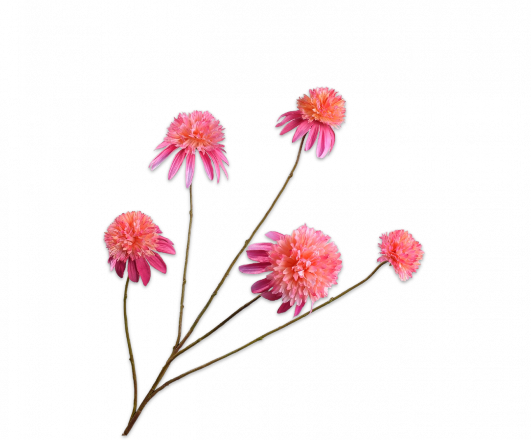 RUDBECKIA ZWEIG ROSA 90 CM