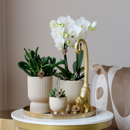 Kolibri Company | Komplettes Pflanzenset Luxury Living | Grünpflanzen mit weißer Phalaenopsis-Orchidee inkl. Keramik-Ziertöpfe und Zubehör