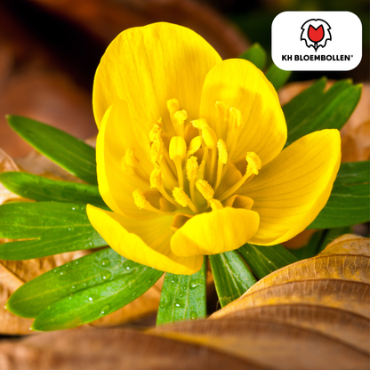 Akonieten bollen 30 stuks