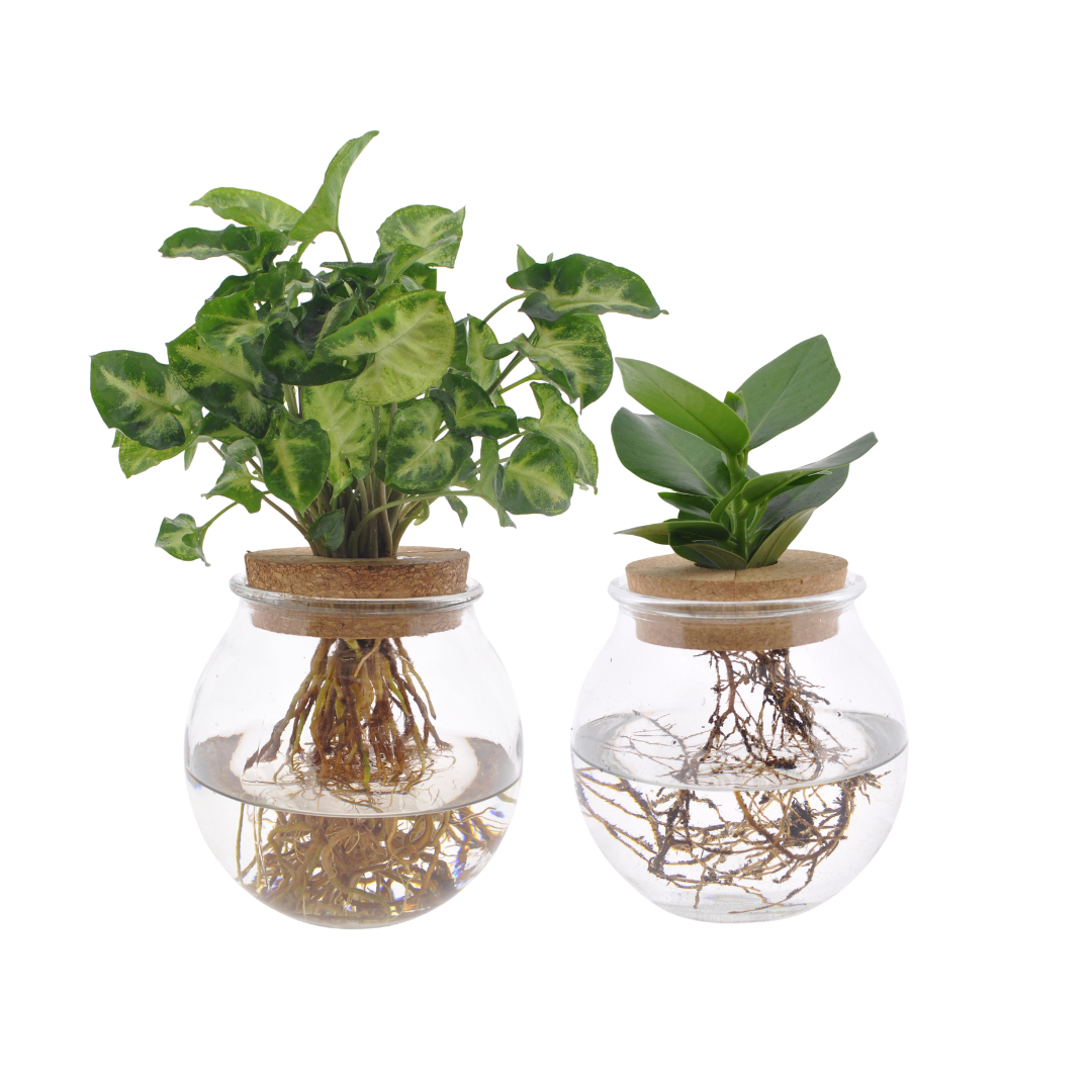 Bolglas Duo Clusia/Syngonium Green - 2 Stücke - Ø12cm - ↕30cm