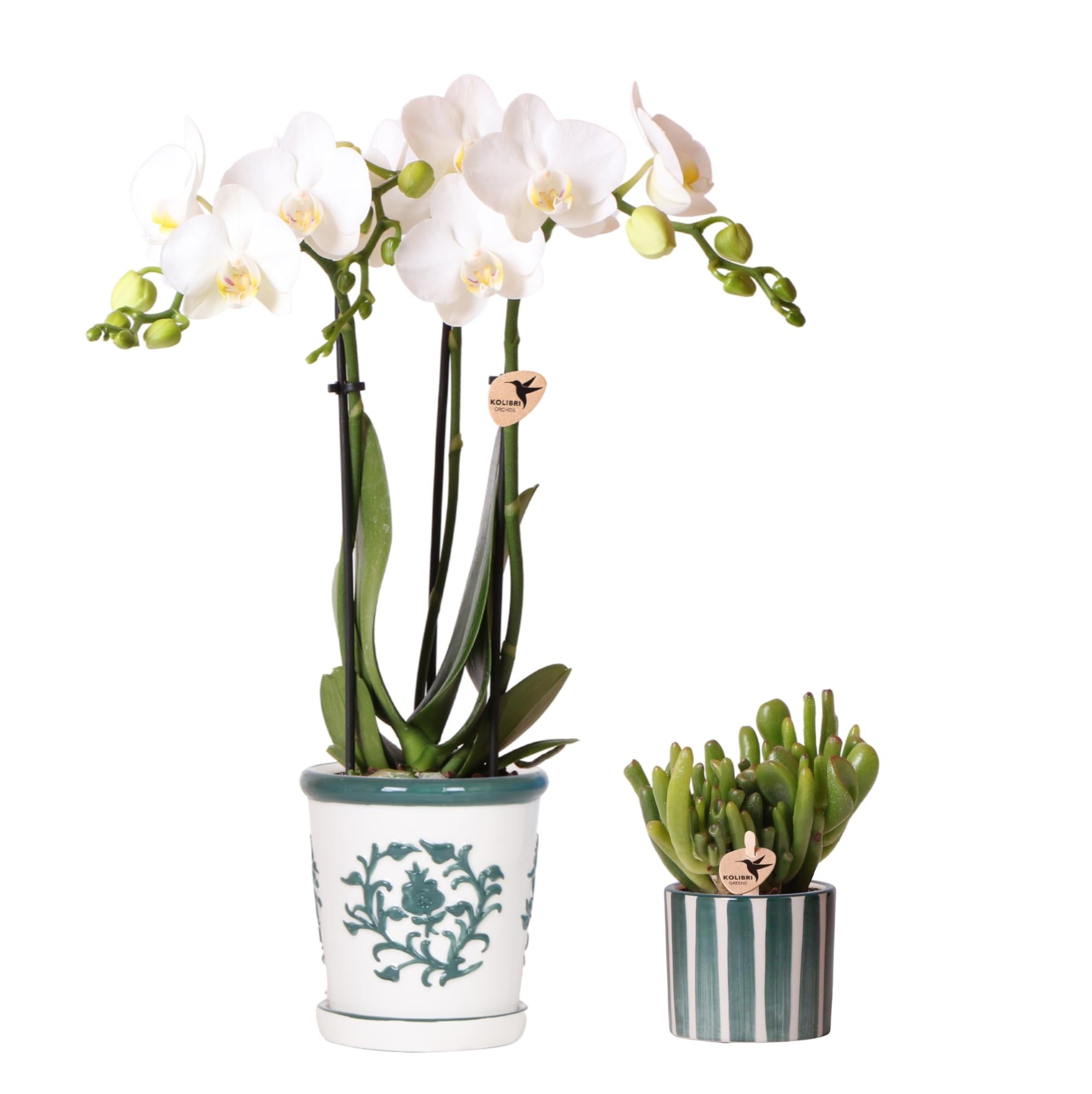 Set aus weißer Orchidee Amabilis im Malaga-Topf und Sukkulente im Painted Stripe-Topf grün - Topfgröße Ø9cm & Ø6cm | blühende Zimmerpflanze - frisch vom Züchter