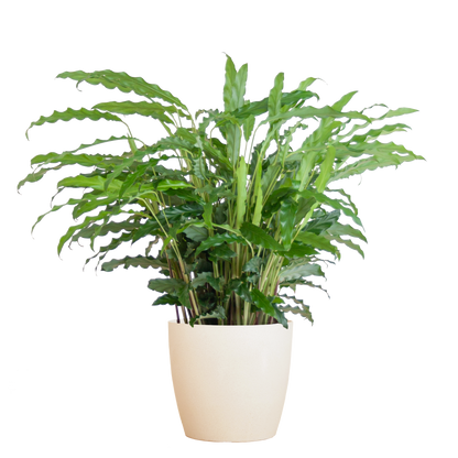Calathea Rufibarba mit Viber weiß - 55cm - Ø17