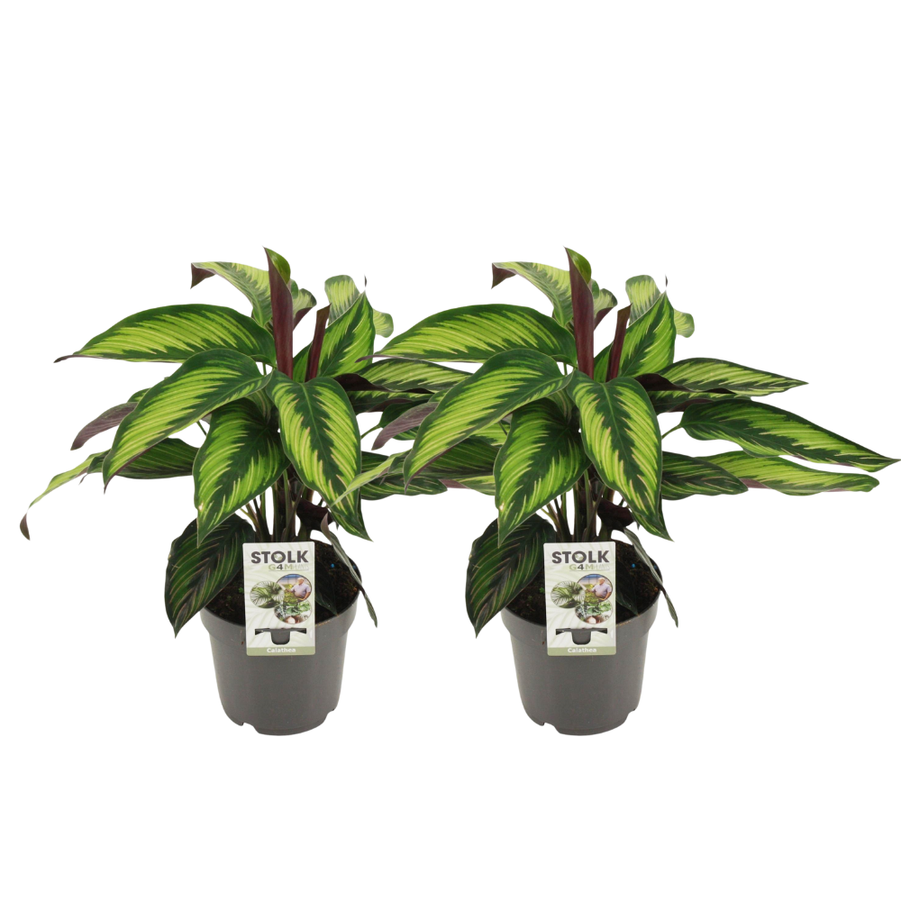 Calathea Majestica Princeps - 2 Stücke - Ø14cm - ↕45cm