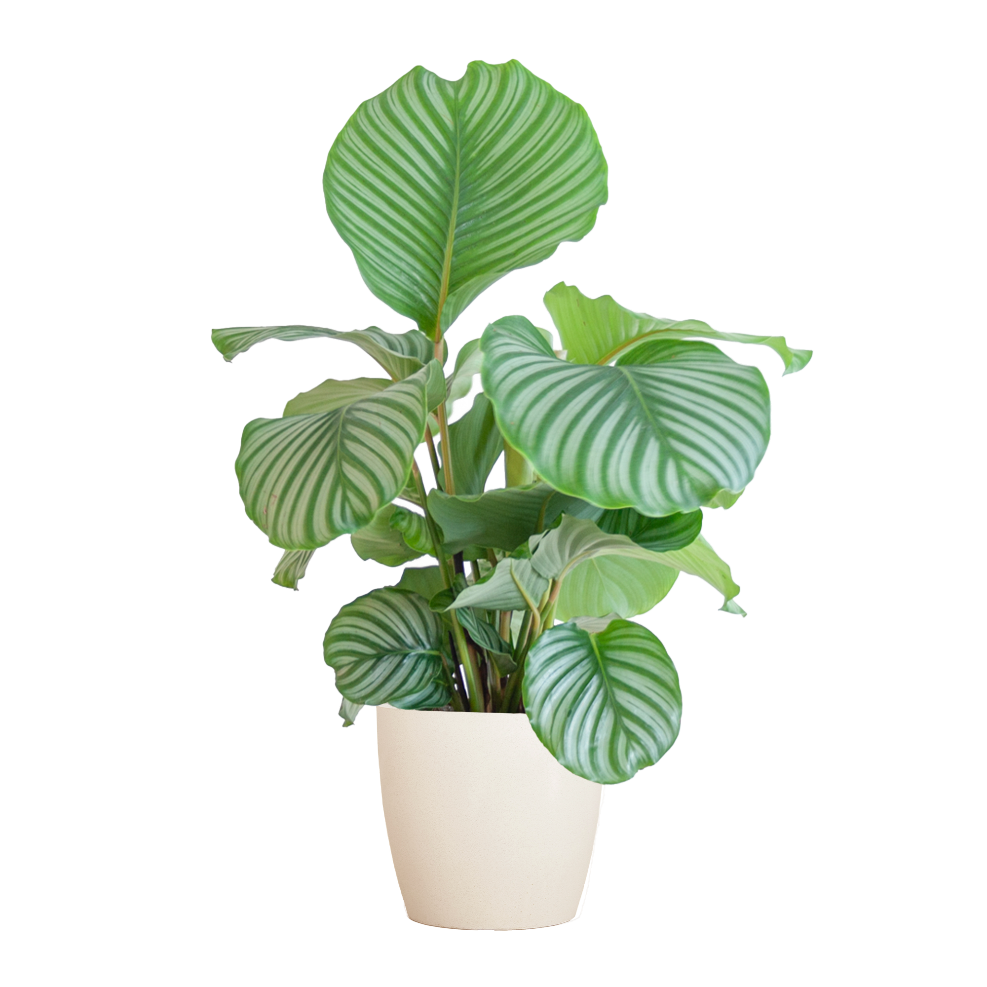 Calathea Orbifolia  mit Viber Weiß  - 65cm - Ø21