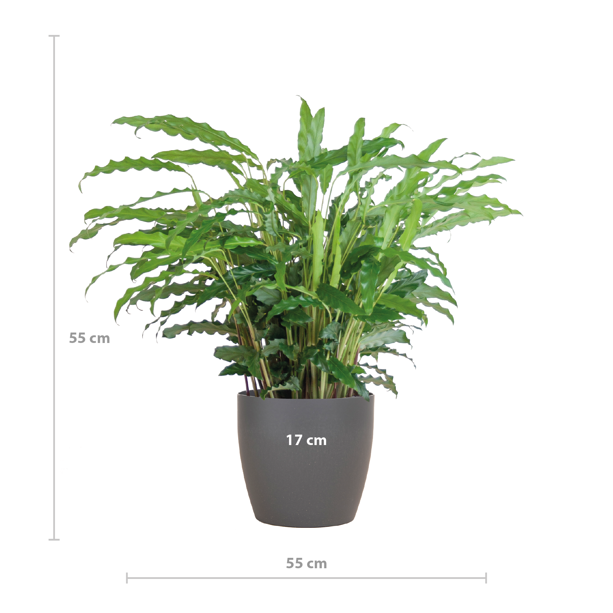 Calathea Rufibarba mit Viber Grau - 55cm - Ø17