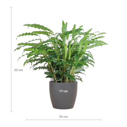 Calathea Rufibarba mit Viber Grau - 55cm - Ø17