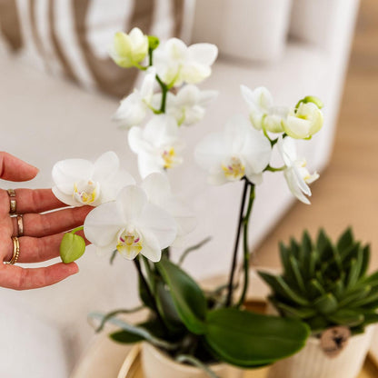 Kolibri Company | Komplettes Pflanzenset Luxury Living | Grünpflanzen mit weißer Phalaenopsis-Orchidee inkl. Keramik-Ziertöpfe und Zubehör