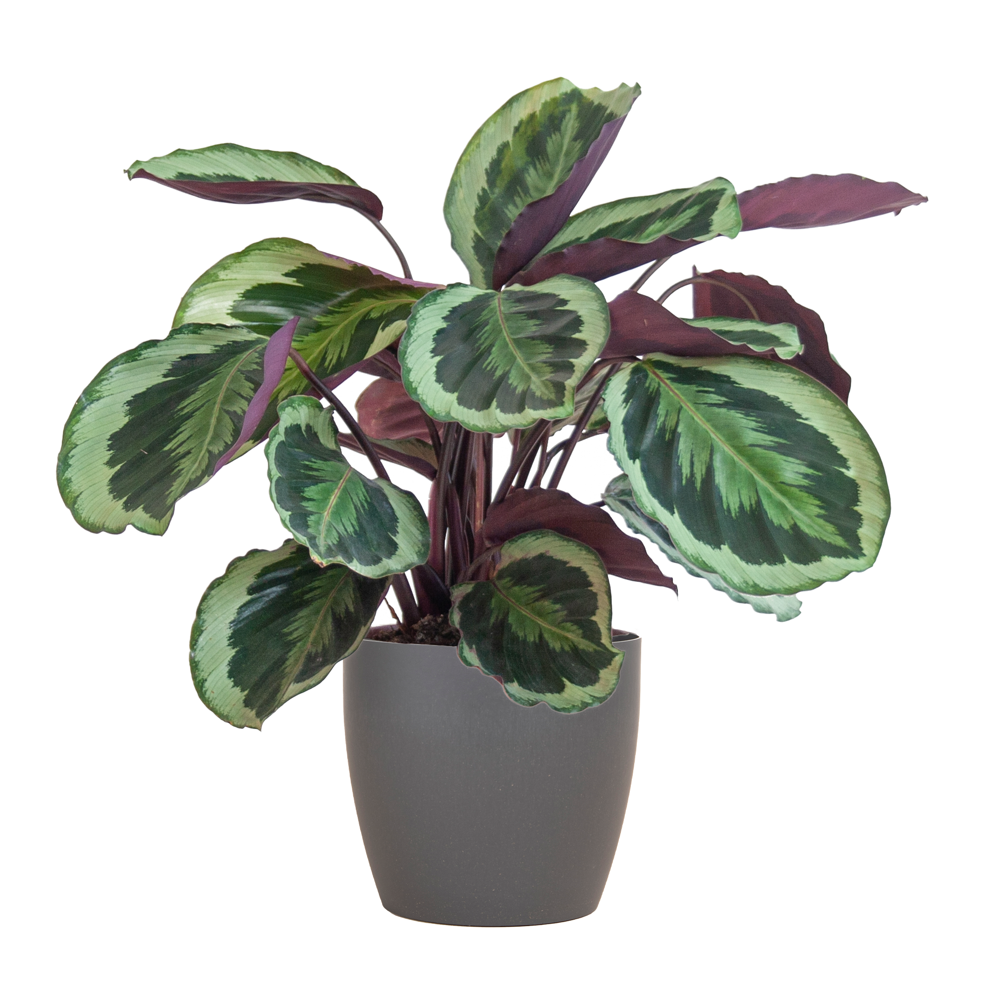 Calathea Medaillon mit Viber Grau- 65cm - Ø21