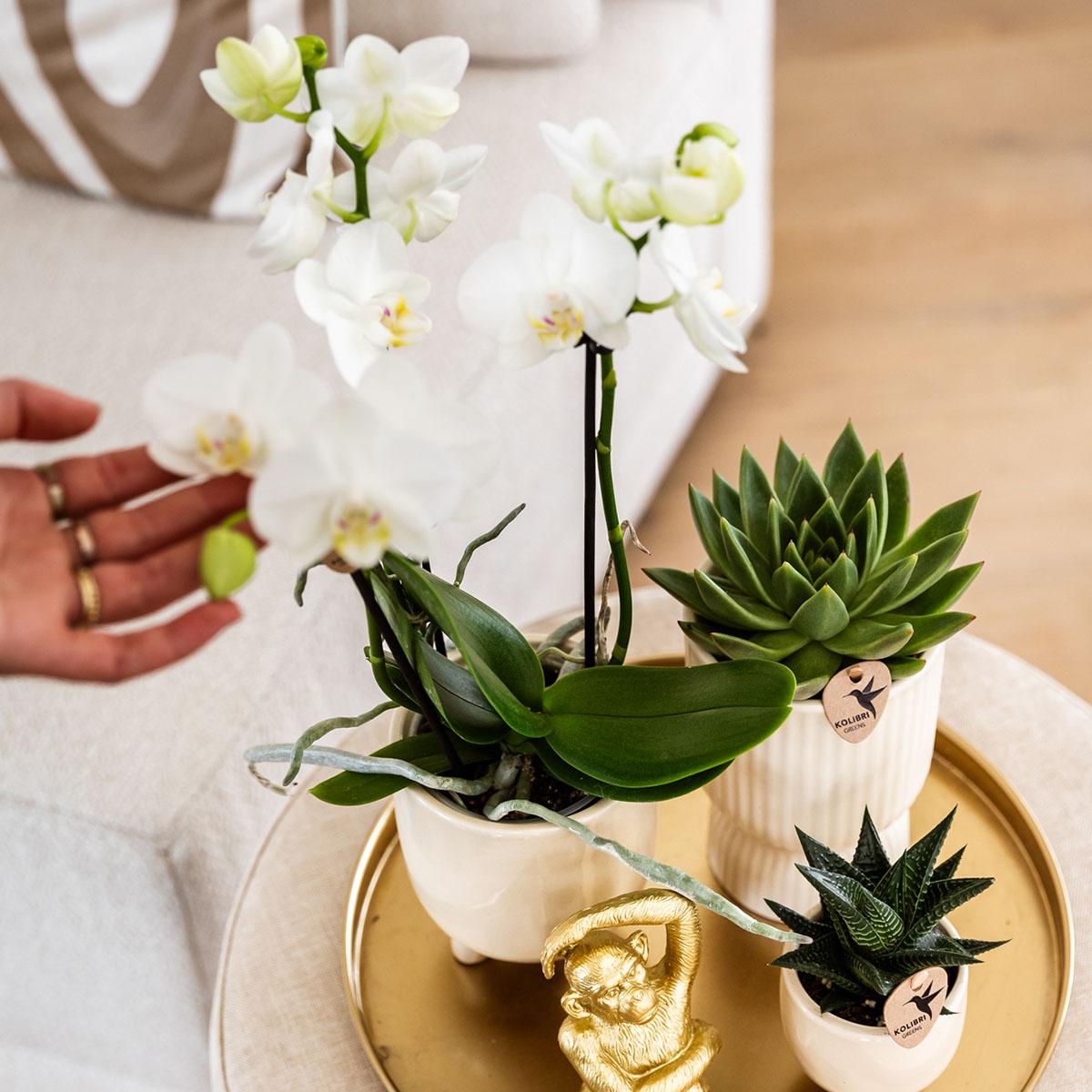 Kolibri Company | Komplettes Pflanzenset Luxury Living | Grünpflanzen mit weißer Phalaenopsis-Orchidee inkl. Keramik-Ziertöpfe und Zubehör