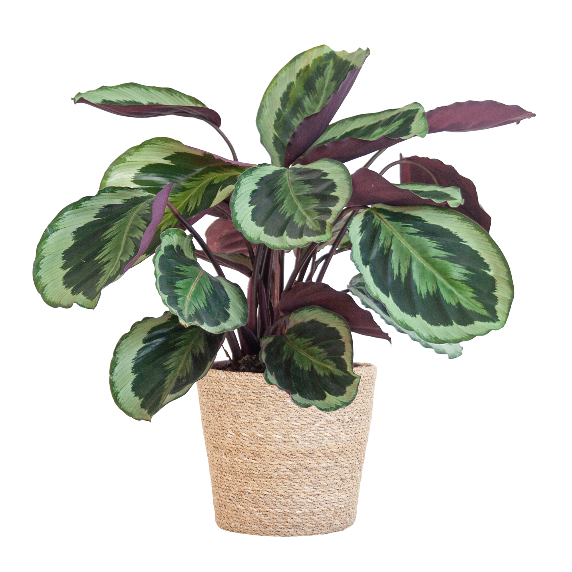 Calathea Medaillon mit Sofia-Korb natur - 65cm - Ø21