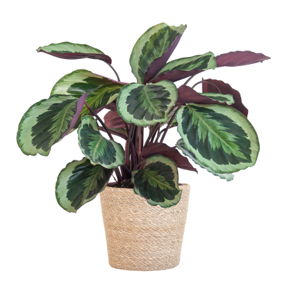 Calathea Medaillon mit Sofia-Korb natur - 65cm - Ø21
