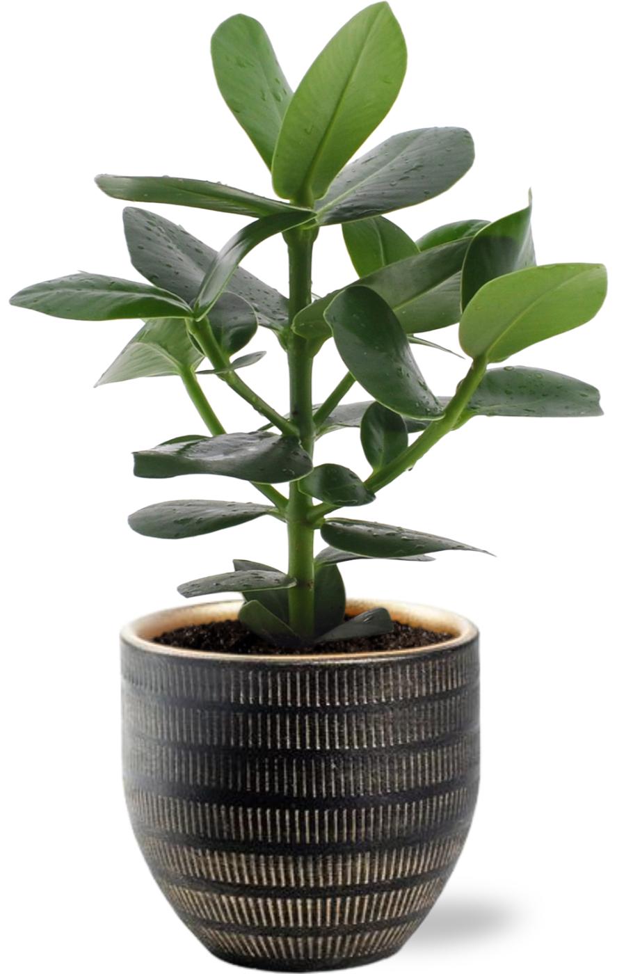 Clusia Rosea Princess - Ø12cm - ↕15cm + Beau Pot D14x13cm - Schwarz