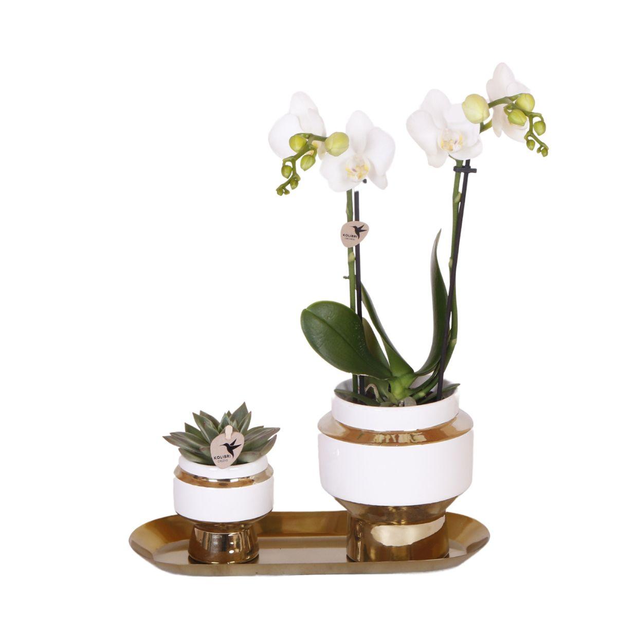 Set aus weißer Orchidee und Sukkulente auf goldenem Tablett