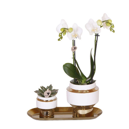 Set aus weißer Orchidee und Sukkulente auf goldenem Tablett