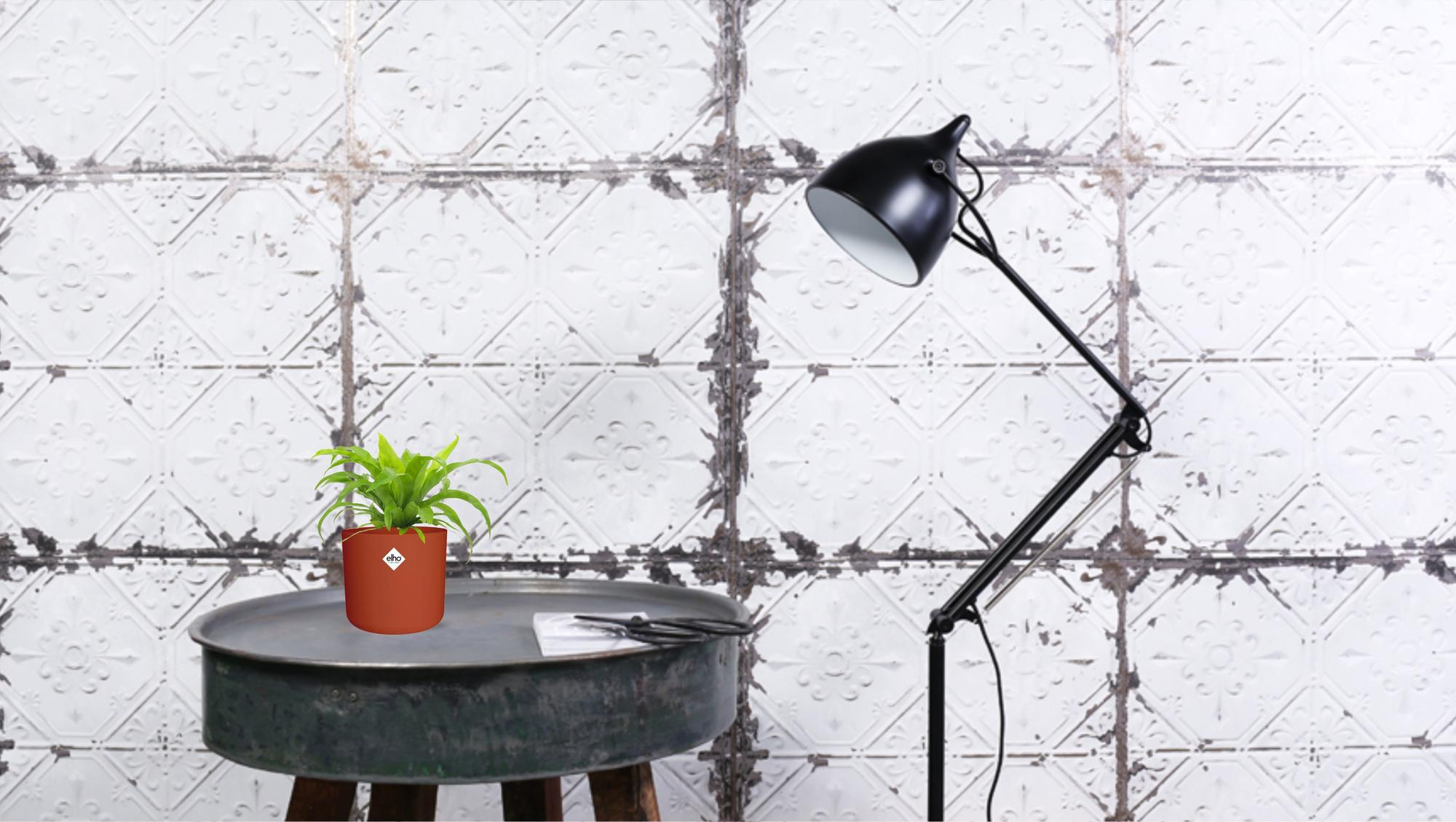 Asplenium Antiquum 12cm - Ø12cm - ↕19cm