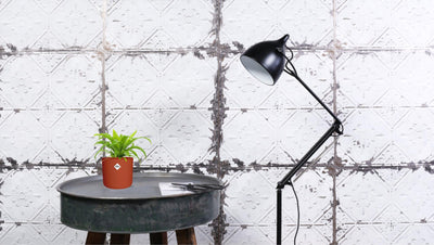 Asplenium Antiquum 12cm - Ø12cm - ↕19cm