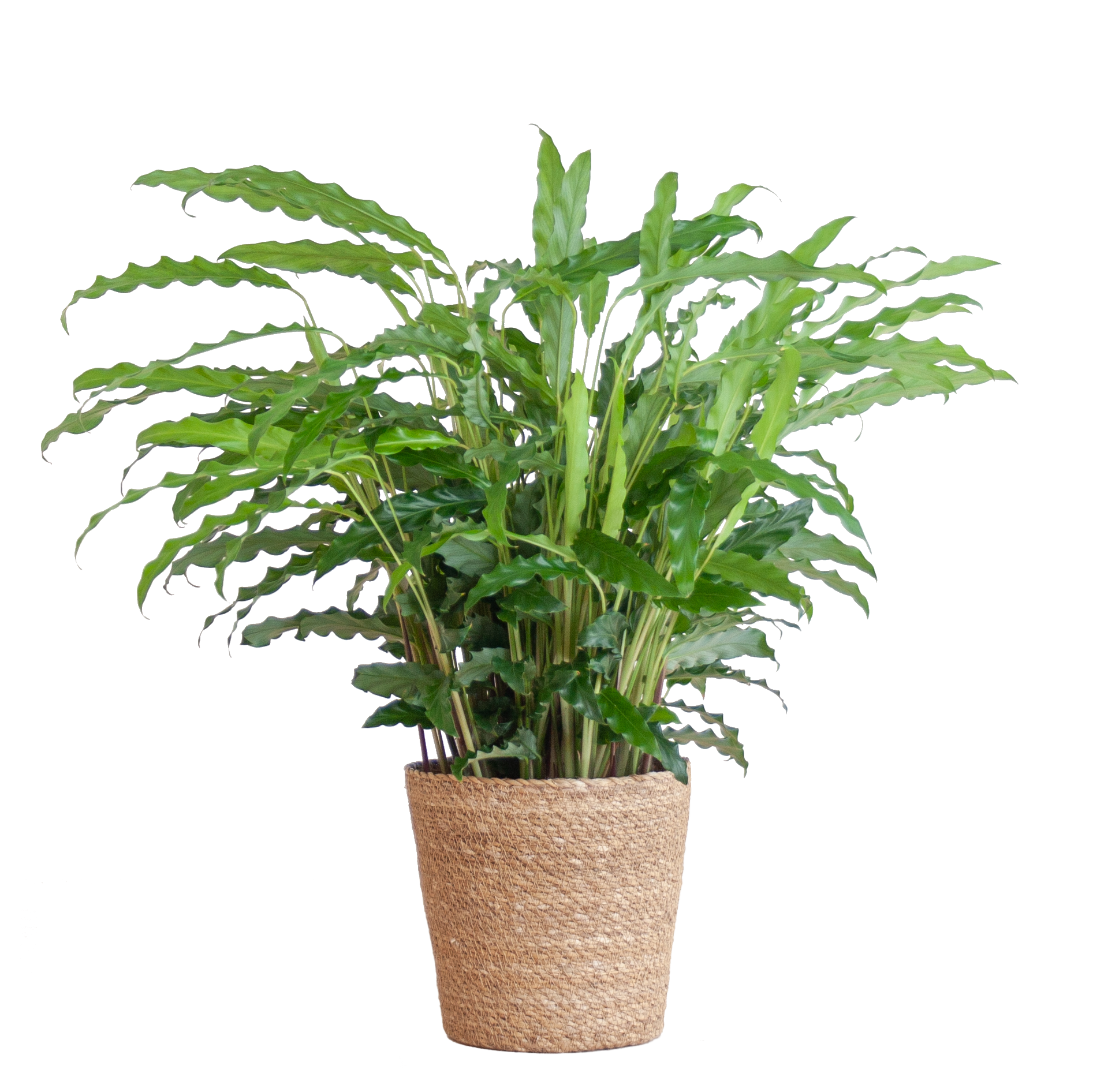 Calathea Rufibarba mit Sofia-Korb natur - 55cm - Ø17