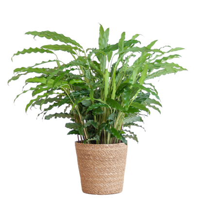 Calathea Rufibarba mit Sofia-Korb natur - 55cm - Ø17