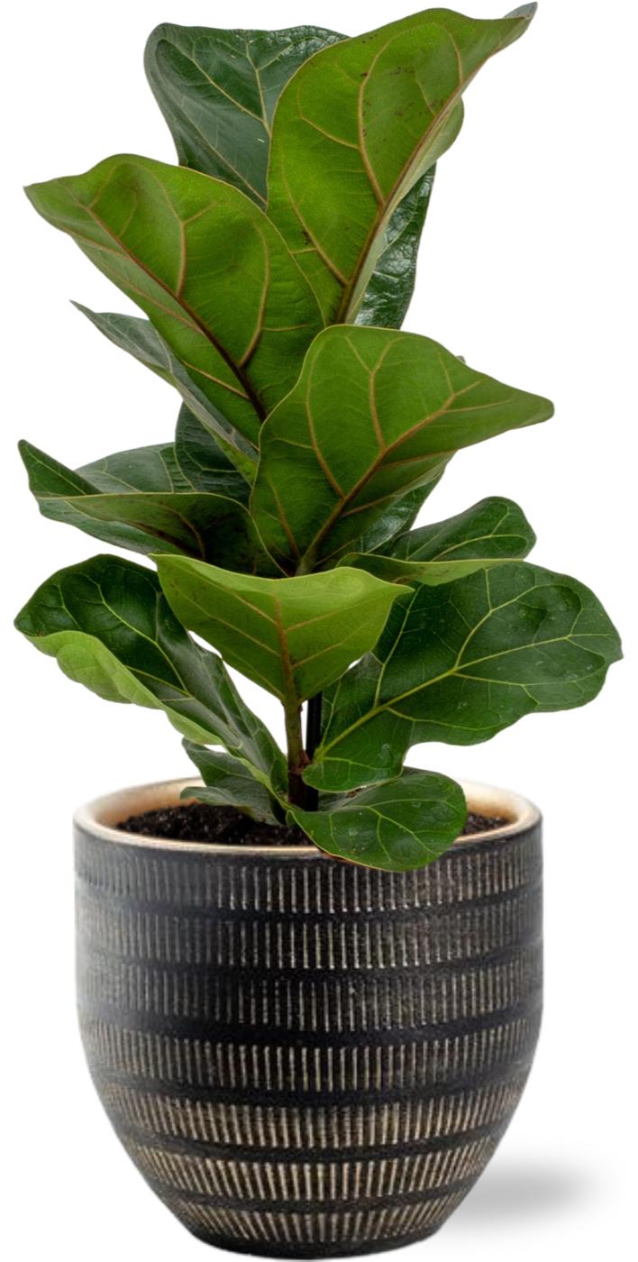 Ficus Lyrata - Ø12cm - ↕30cm + Beau Pot D14x13cm - Schwarz
