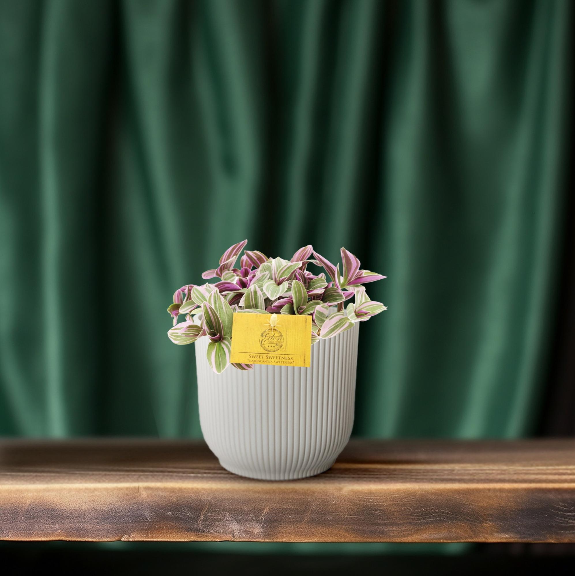 Tradescantia Sweetness 10,5cm - Ø10,5cm - ↕10cm