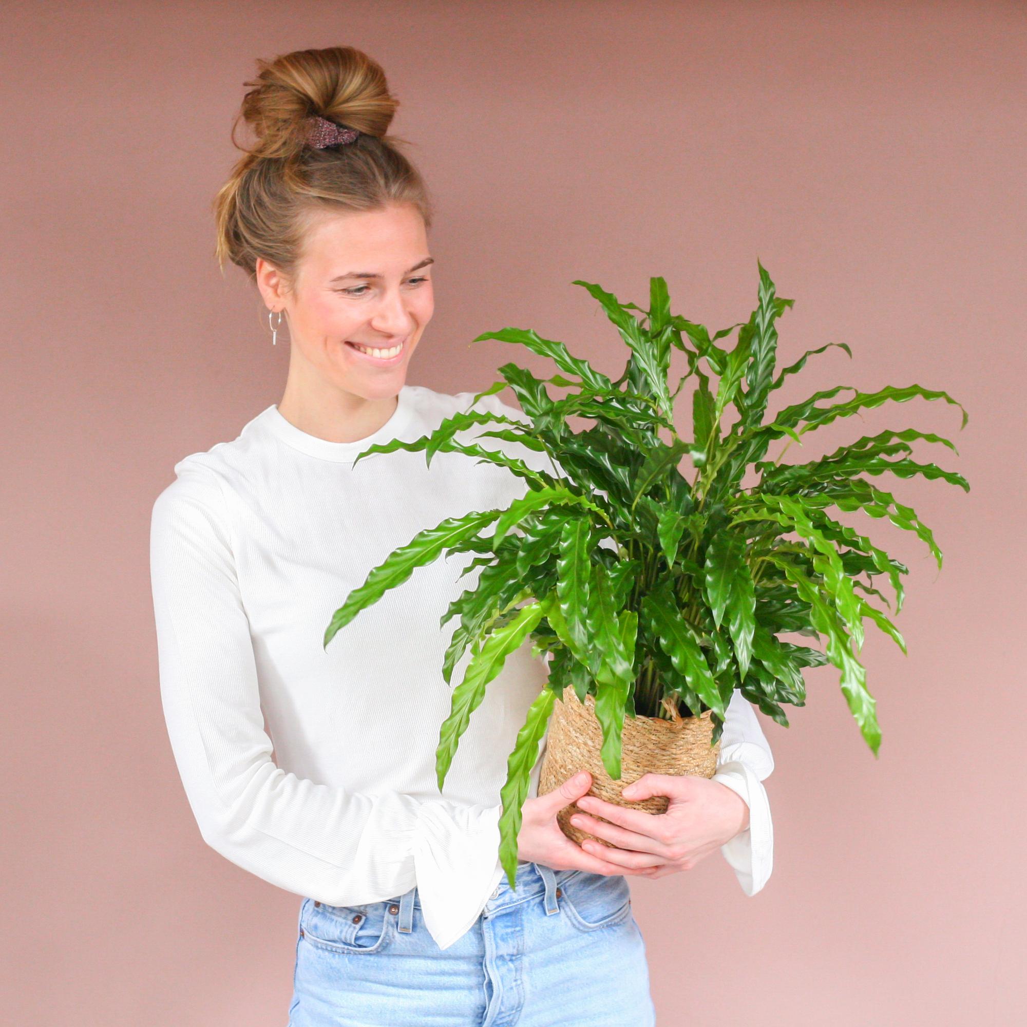 Calathea Rufibarba mit Sofia-Korb natur - 55cm - Ø17