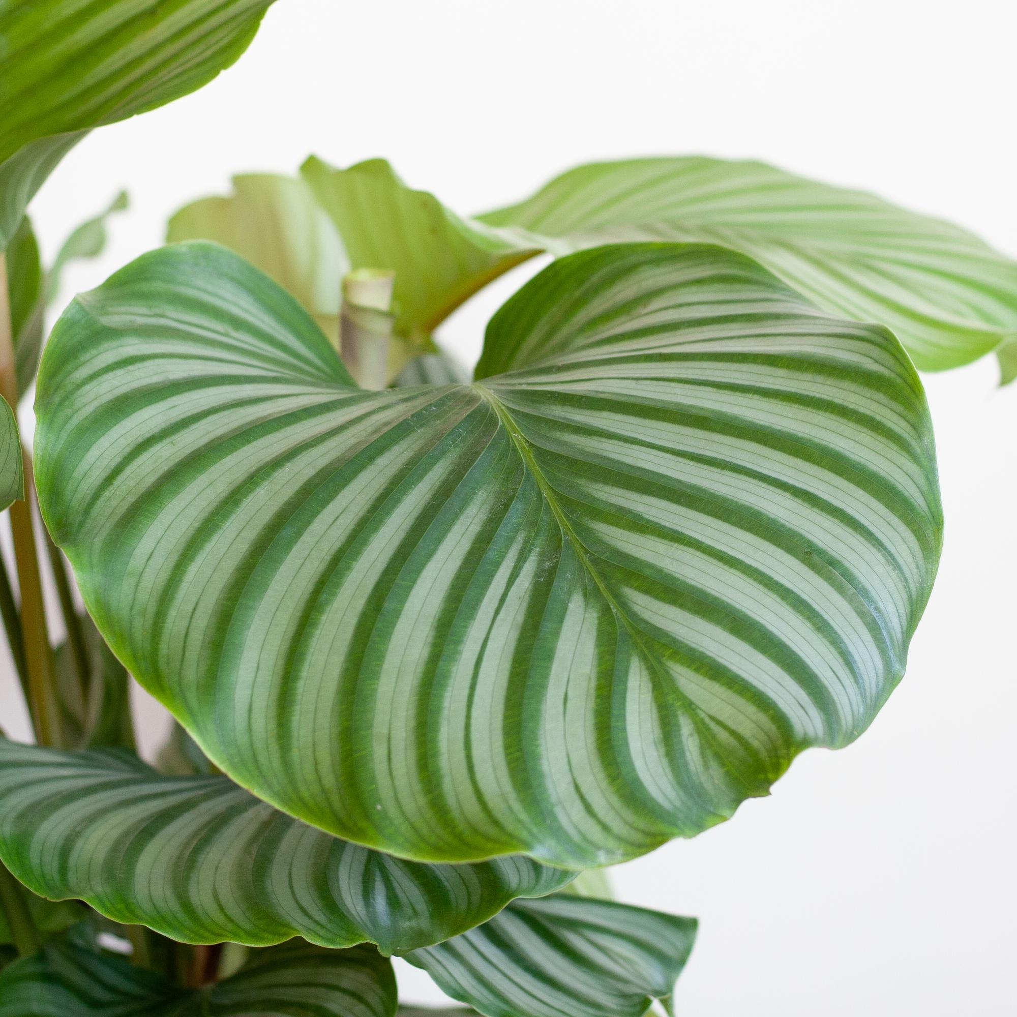 Calathea Orbifolia  mit Viber grau - 65cm - Ø21