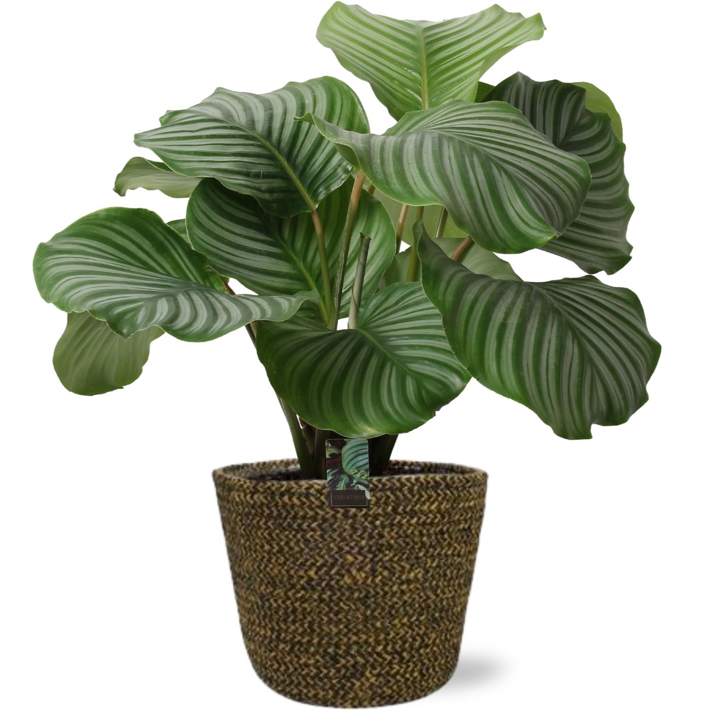 Calathea Orbifolia - Ø21cm - ↕50cm + Selin Pot D22x19cm - Schwarz