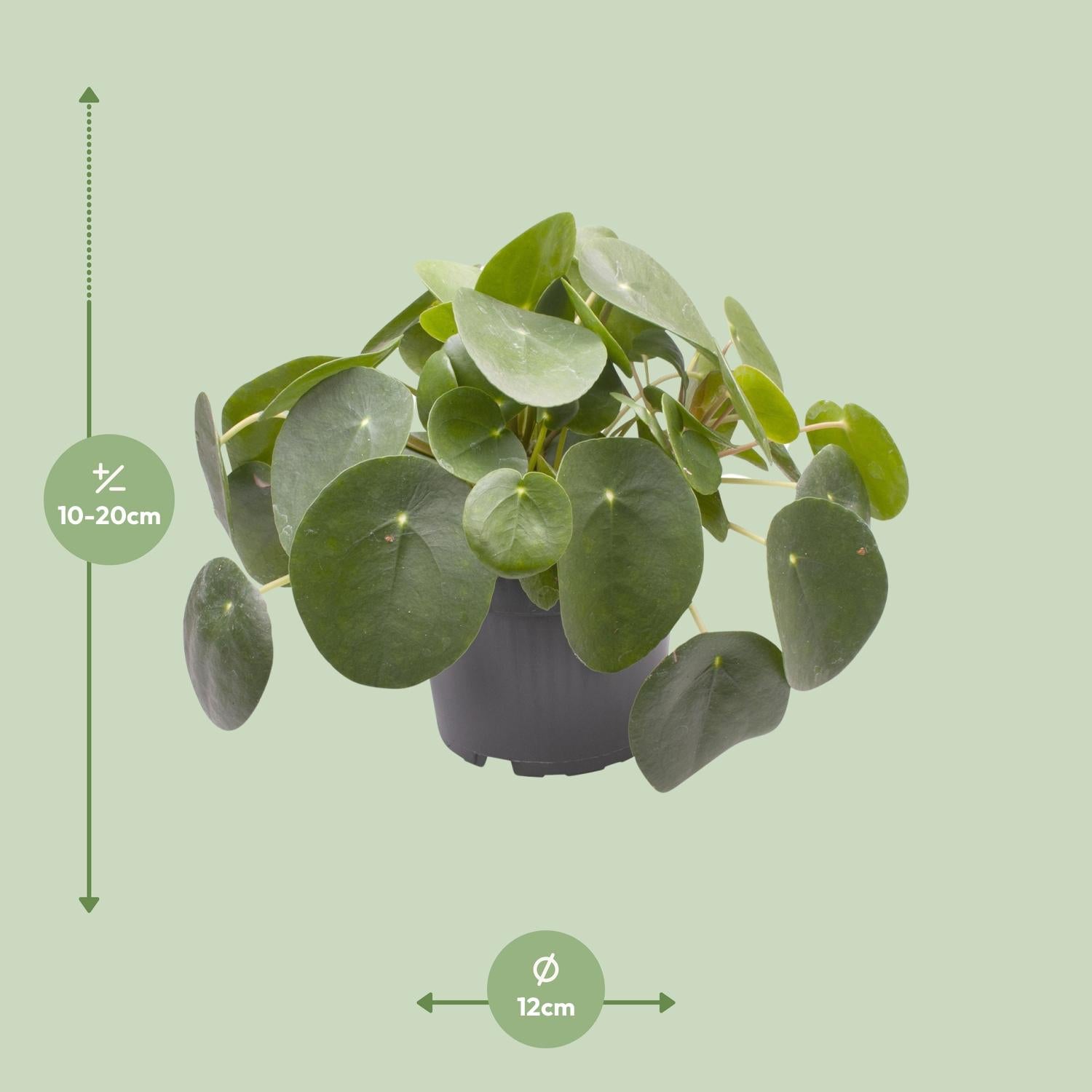 Pilea Peperomioides - Ø12cm - ↕20cm