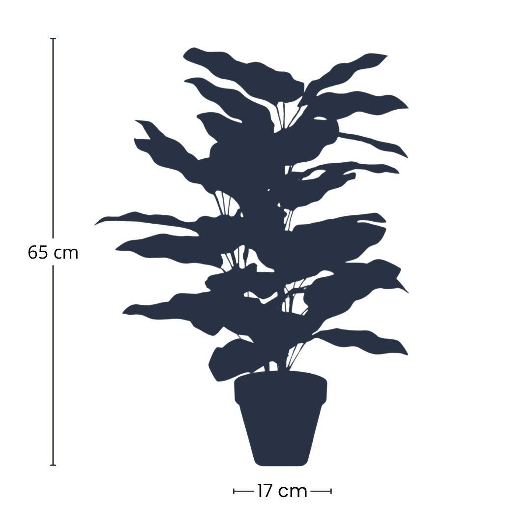 Calathea in Topf - 65 cm hoog - künstliche Pflanze
