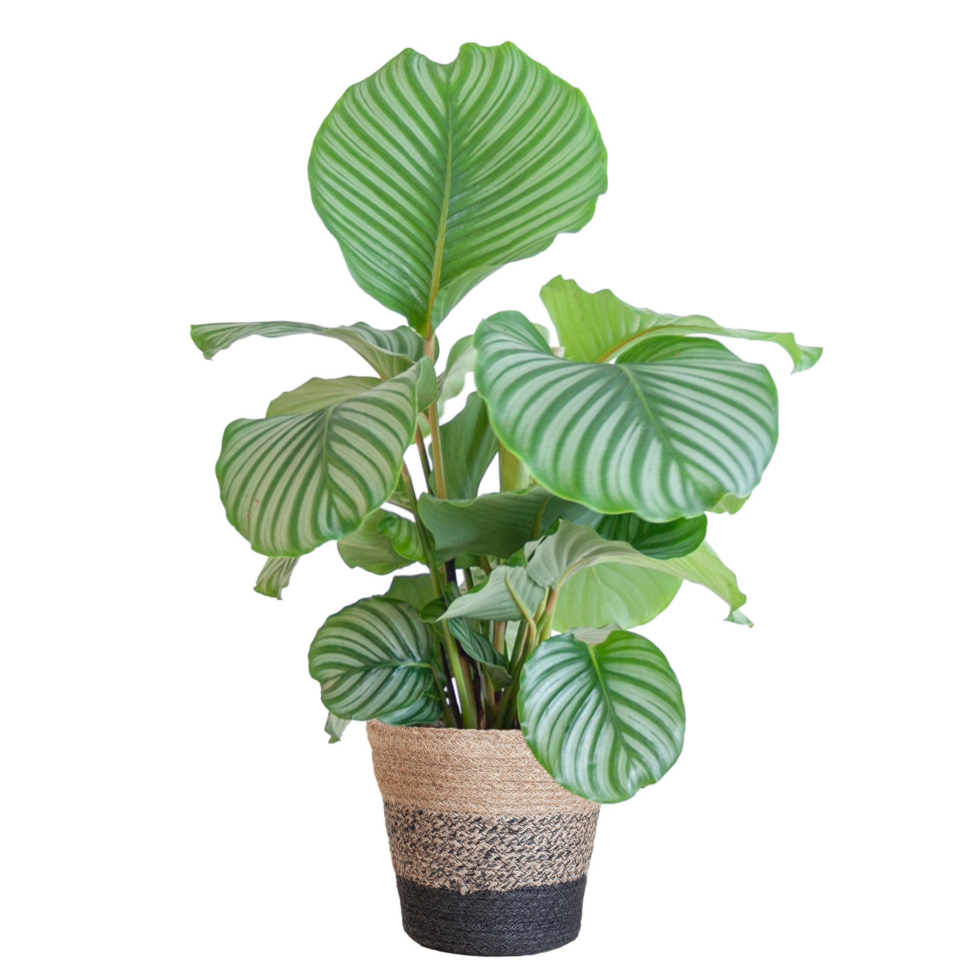 Calathea Orbifolia mit Lissabon-Korb schwarz  - 65cm - Ø21
